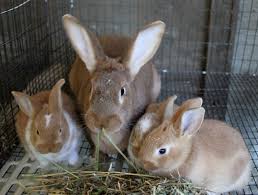 Maybe you would like to learn more about one of these? A Beginner S Guide To Rabbit Farming Ebook Included