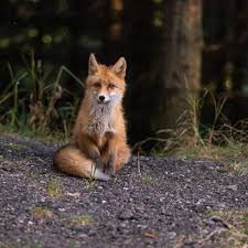 A Red Fox Sitting In The Woods Pet Fox Fox Animals Beautiful