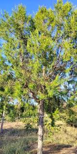 Image result for Juniperus procera