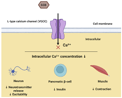 Image result for Calcium Channel Blocker