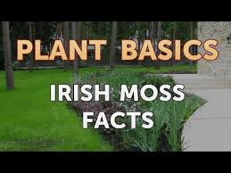 It is excellent to fit small gaps between stepping stones. Irish Moss Facts Youtube