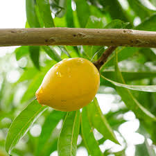 Image result for Campylospermum