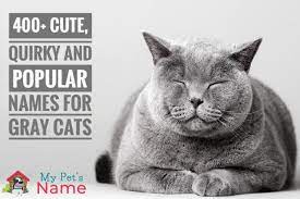 There are lots of trick to find out perfect name for a perfect male pets. Gray Cat Names 400 Cute Quirky And Popular Names For Gray Cats My Pet S Name
