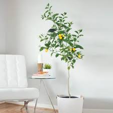 Yoflorist and all it professional florist network understand the value of. 21 Good Luck Plants Indoor Plants That Can Make You Lucky