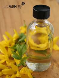11 Things To Make With Forsythia Flowers Diy Beauty Care Herbal Healing Herbalism
