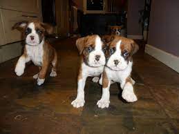 Maybe you would like to learn more about one of these? Boxer Dogs Sale Ireland 2021 Boxer Puppies Buy Buy Boxer Breeders Boxer Dogs Breed Boxer Dogs For Adoption