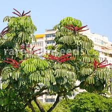 When umbrella tree becomes 10 years old, it leaves the ground and flies to the sky. Schefflera Actinophylla Umbrella Tree Buy Seeds At Rarepalmseeds Com