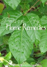 Poison Ivy Home Remedies Poison Ivy Home Remedies Home Remedies Holistic Health Remedies