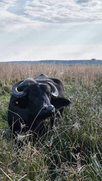 🐃 1° Congreso Internacional Bubalino y 1° Expo de la Asociación Búfalos del Iberá., A solo horas del inicio de este gran evento, te contamos la importancia del búfalo para la provincia de Corrientes. ...