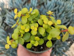 Image result for Portulacaria