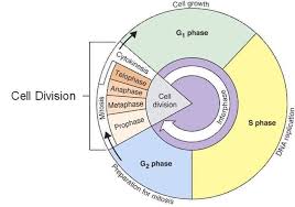 Cell Cycle Coloring Worksheets Answer Key Cell Cycle Cell Division Mitosis