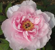 Once you take care of that, maintaining healthy plants depends on the basics: Tree Peonies Paeonia Suffruticosa Peonies Garden Tree Peonies Japanese Tree