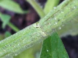 As the plant continues to grow and fill out, you can continue. I Broke My Tomato Plant Branch And I Need Help To Fix It Helpfulgardener Com