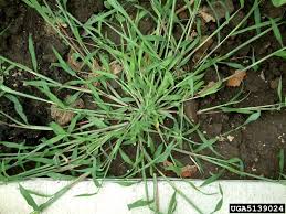 Image result for Digitaria ciliaris