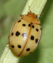 The mexican bean beetle (epilachna varivestis) is a species of lady beetle that can be an agricultural pest. Beetles Are Eating The Beans Pennlive Com