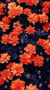 Find the best 4k flower wallpapers on getwallpapers. Download Orange Flowers Garden Free Pure 4k Ultra Hd Mobile Wallpaper Flower Phone Wallpaper Flower Wallpaper Orange Wallpaper