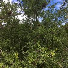Image result for Gomphocarpus tenuifolius