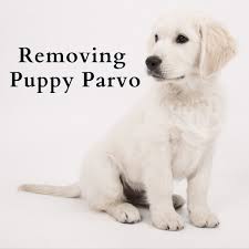 When can puppies go outside in the yard. How Long Does Dog Parvo Last In Your Home Or Yard Pethelpful