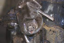 Cost of buying a bird. Blood Ties Vampire Bats Build Trust To Become Food Sharing Pals Scientific American