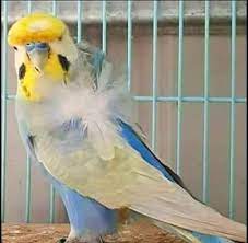 محل الساحل للبيع الطيور home facebook