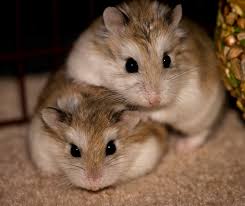 Females should be bred for the first time when they are closer to 4 months old (males can be bred by 3 months of age). Keeping Multiple Hamsters Can Dwarf Hamsters Live Together