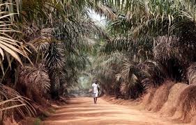 Jul 12, 2018 · share volume: Sime Darby Plantation Considers Exiting West Africa Palm Oil Operations Sources Reuters