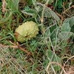 Image result for Cucumis aculeatus