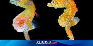 Kuda poni (pony ) , adalah kuda yang termasuk jarang pemiliknya. Kamasutra Satwa Setelah Kawin Kehamilan Terjadi Pada Kuda Laut Jantan Halaman All Kompas Com