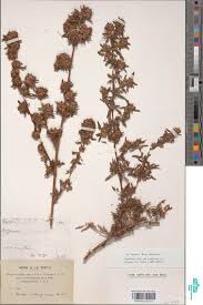 Image result for Kotschya