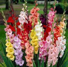 50 Gladiolus Flower Bulbs Spectacular Rainbow Mix All Colors Pack Of 50 Bulbs Deer Resistant Zone 3 10 Bulb Flowers Gladiolus Flower Flower Garden