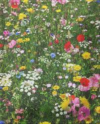 Monet Mix Mini Meadowflowers Com Au Meadow Flowers Flowers Australia Meadow Garden