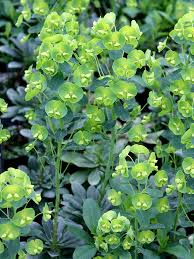 Für jede standortbedingung gibt es das perfekte wolfsmilchgewächs. Wolfsmilch Euphorbia Hauenstein Ag