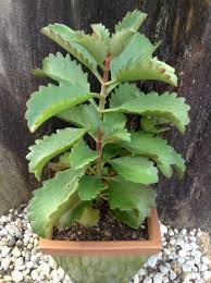 Image result for Kalanchoe brachyloba