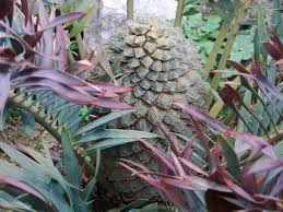 Image result for Encephalartos schmitzii