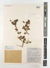 Image result for Carpolobia goetzei