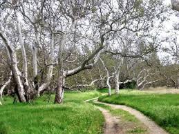 Sycamore Grove Park Livermore Ca Oh The Places I Go Or Would Grove Park White Gardens Beautiful Places