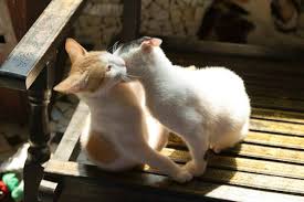 A Guide To The City S Animal Shelters The Daily Pao Start your adoption journey online or at a petsmart near you save a life, adopt a pet.