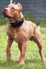 Its Time To Train Pitbulldog In 2020 Pitbull Terrier American Pitbull Terrier Pitbulls