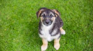 With most hybrid or crossbred dog breeds, breeders will take the two founding breed names and mix them together to describe the new dog breed. German Shepherd Great Pyrenees Mix Shepnees Breed Info