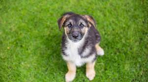 Maybe you would like to learn more about one of these? German Shepherd Great Pyrenees Mix Shepnees Breed Info