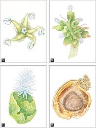 Image result for Obetia tenax