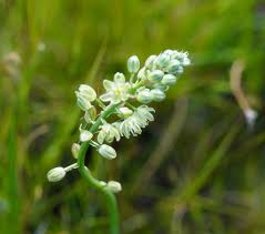 Image result for Albuca virens