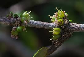 Image result for Cassipourea mollis