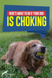 What To Do If Dog Is Choking In 2020 Dogs Safe Dog Toys Dog Health Tips