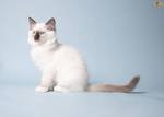 Indoor and Outdoor Cats | Choosing The Right Cat For You ...