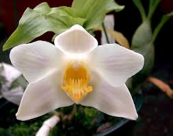 Image result for Cribbia brachyceras