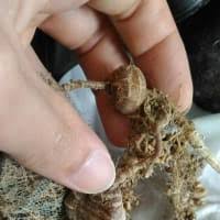 Image result for Momordica cardiospermoides