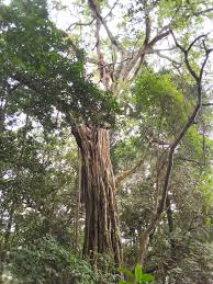 Image result for Agelanthus krausei