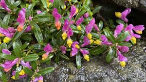 Image result for Polygala gazensis
