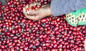 Image result for Coffea salvatrix